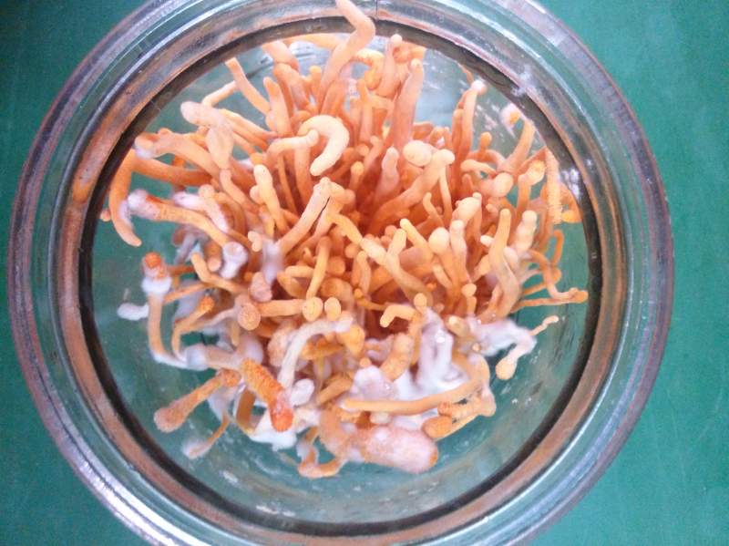 蛹虫草子实体白色菌丝