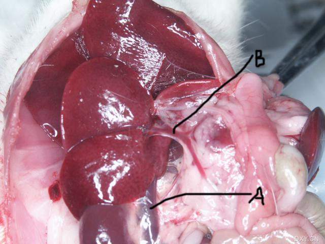 大鼠肝门静脉图片