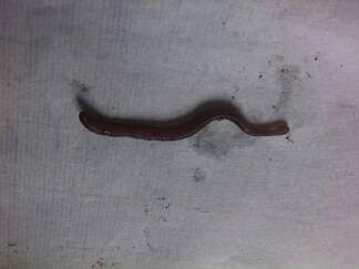 请虫友帮忙辨认一下图片中的是否为赤子爱胜蚓