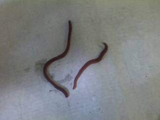 请虫友帮忙辨认一下图片中的是否为赤子爱胜蚓-4