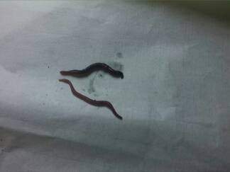 请虫友帮忙辨认一下图片中的是否为赤子爱胜蚓-2