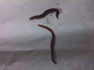 请虫友帮忙辨认一下图片中的是否为赤子爱胜蚓-3