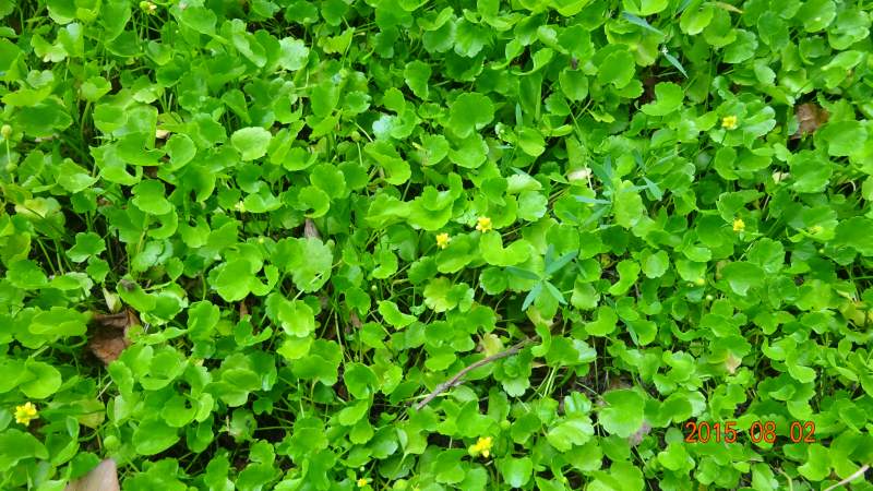 近照穗花婆婆纳交配的黑角散花天牛荷花盛开黄钩蛱蝶正面黄钩蛱蝶夏型