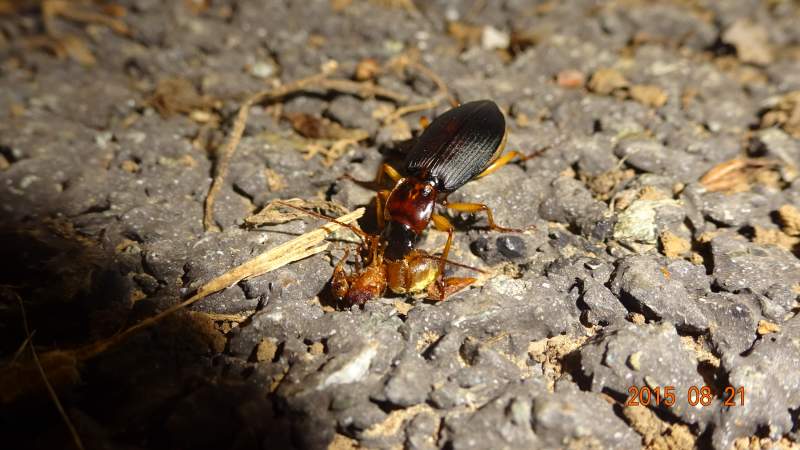 潮湿的地面上觅食的石蜈蚣某种盲蝽另一种花型的异色瓢虫森林漏斗蛛