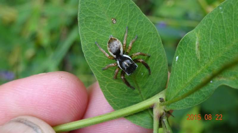 水狼蛛戟叶蓼的花戟叶蓼长芒稗穗近照长芒稗某种毒蛾幼虫大腹园蛛的网