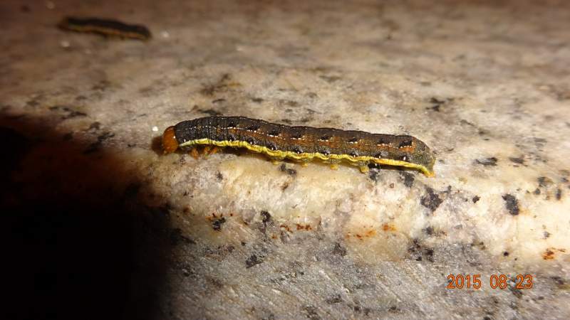 17-8.31),希望大家都来捧捧场喔