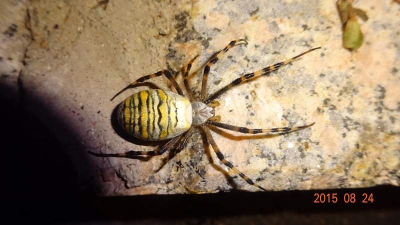 17-8.31),希望大家都来捧捧场喔