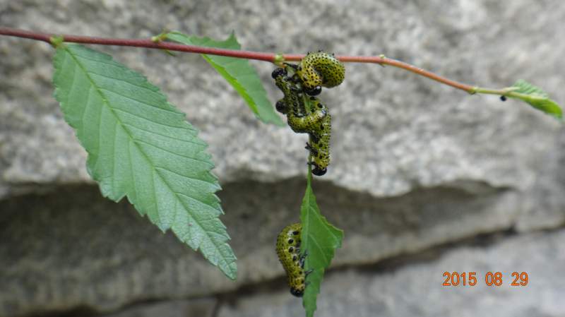 17-8.31),希望大家都来捧捧场喔