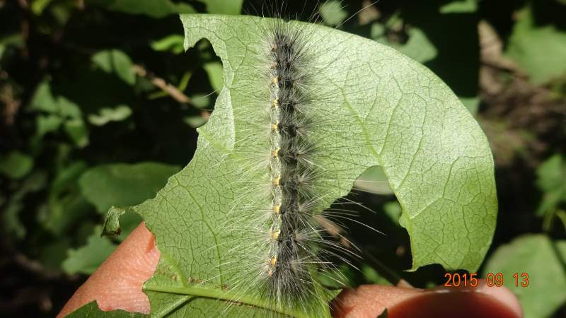 绿色的黄胫小车蝗