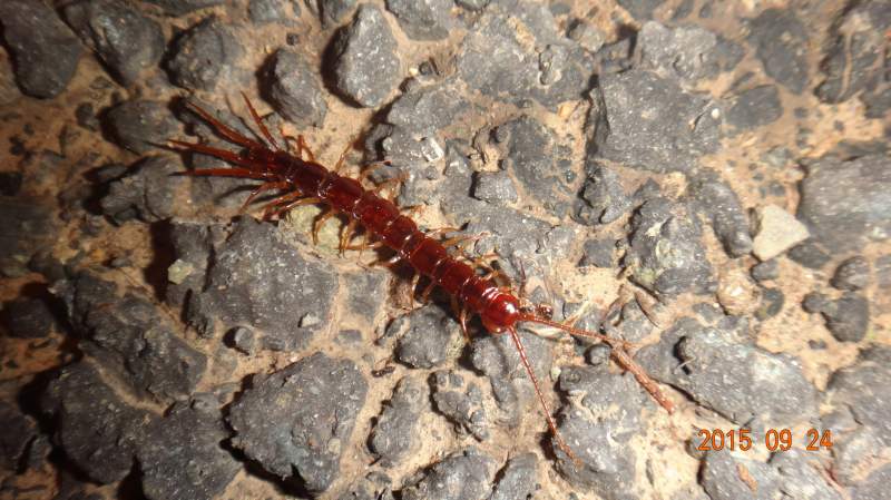 很少到地面上活动的地蜈蚣中华星死后,被盲蛛啃了捕食短额负蝗的中华