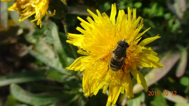 白天活动的双斑青步甲