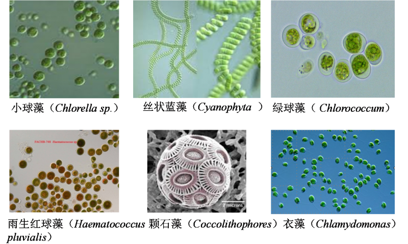 微藻生物能源方向研究生请推荐博士生导师