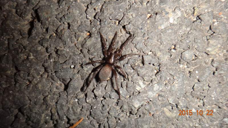 红红的果实种子其中一个果实的特写穿龙薯蓣的果实一群麻雀舞毒蛾的卵