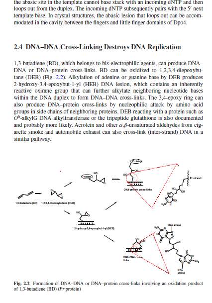 《DNA Replication - Damage from Environmental Carcinogens》-3