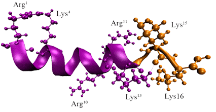多肽合成都需要哪些技术