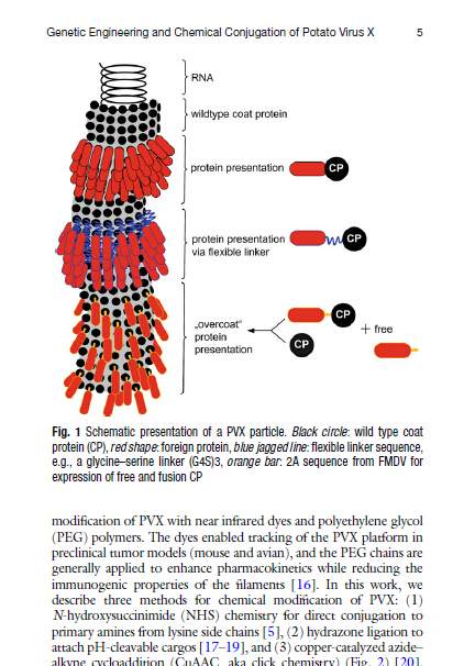 《Virus Hybrids as Nanomaterials》(病毒混合纳米材料)-3