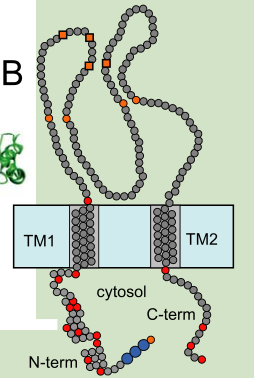 蛋白质二级结构绘图 