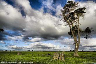 圣诞散金贴:散金500BB-1