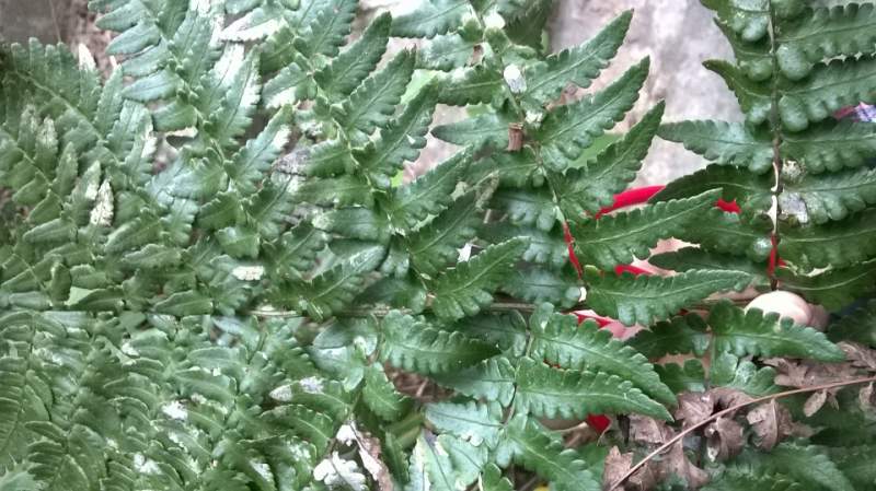 黑足鳞毛蕨与阔鳞鳞毛蕨区分鉴定-4