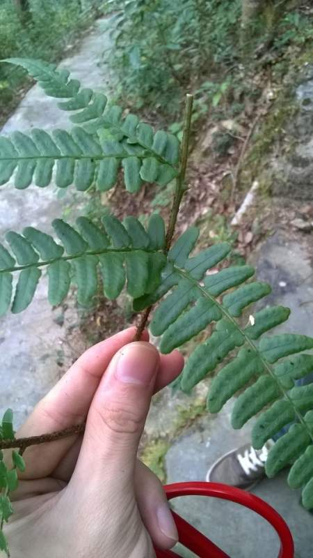 黑足鳞毛蕨与阔鳞鳞毛蕨区分鉴定-2