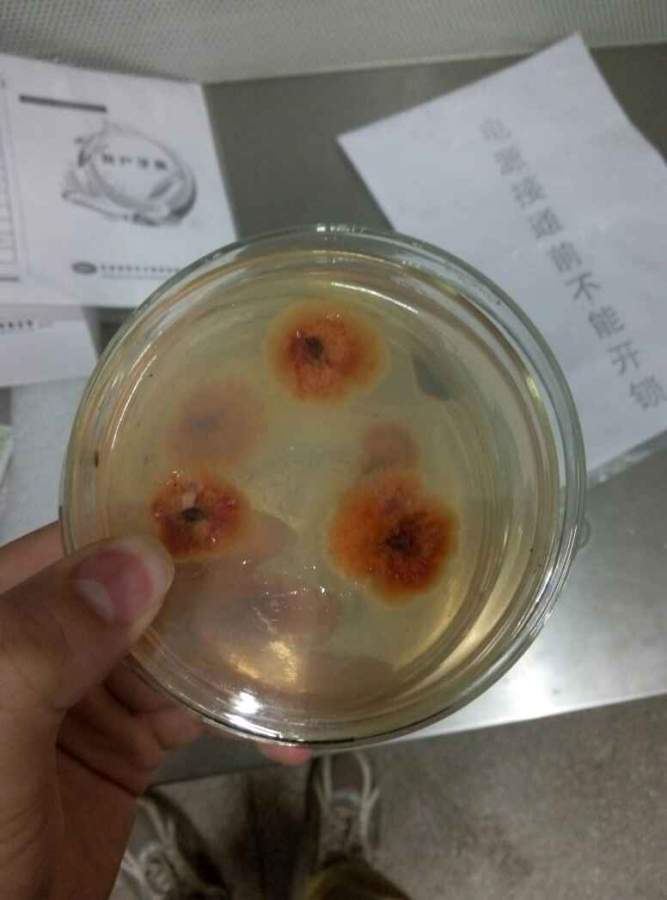 红曲霉菌落图片图片