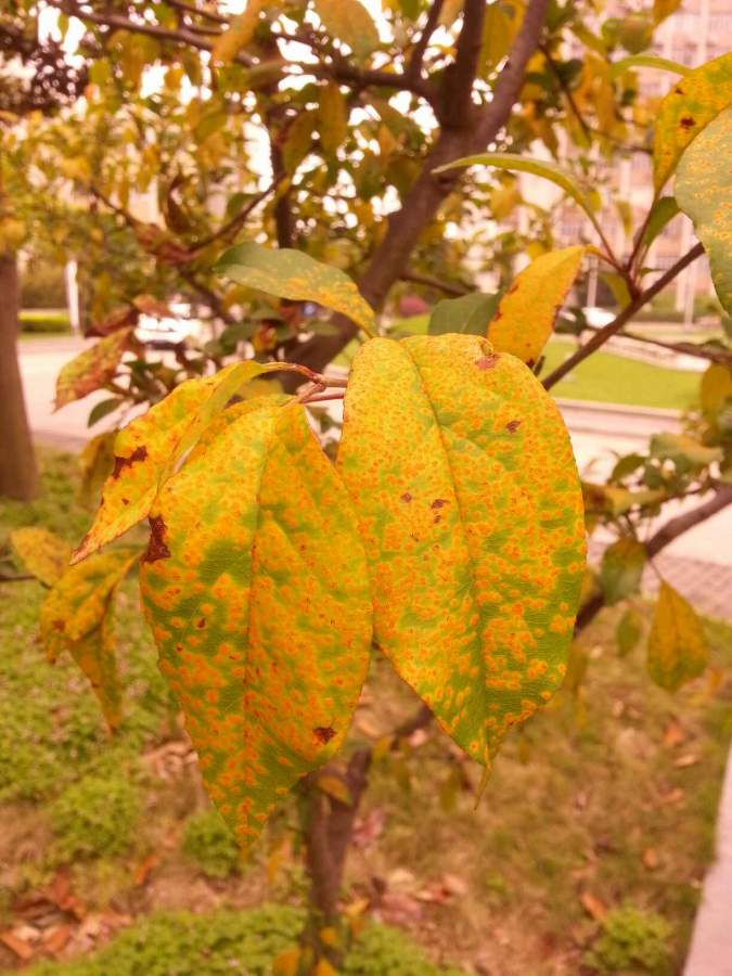 请鉴定这是什么病?海棠的!