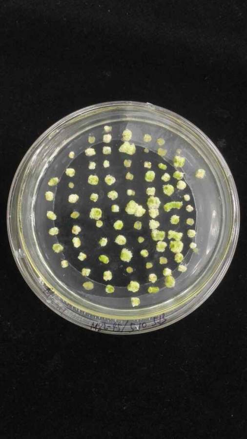 番茄转基因愈伤组织