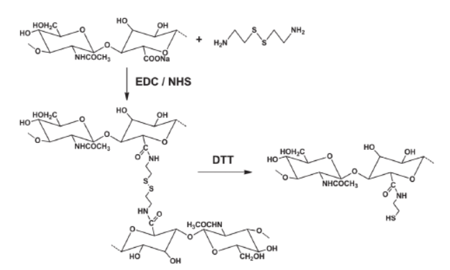 巯基化透明质酸