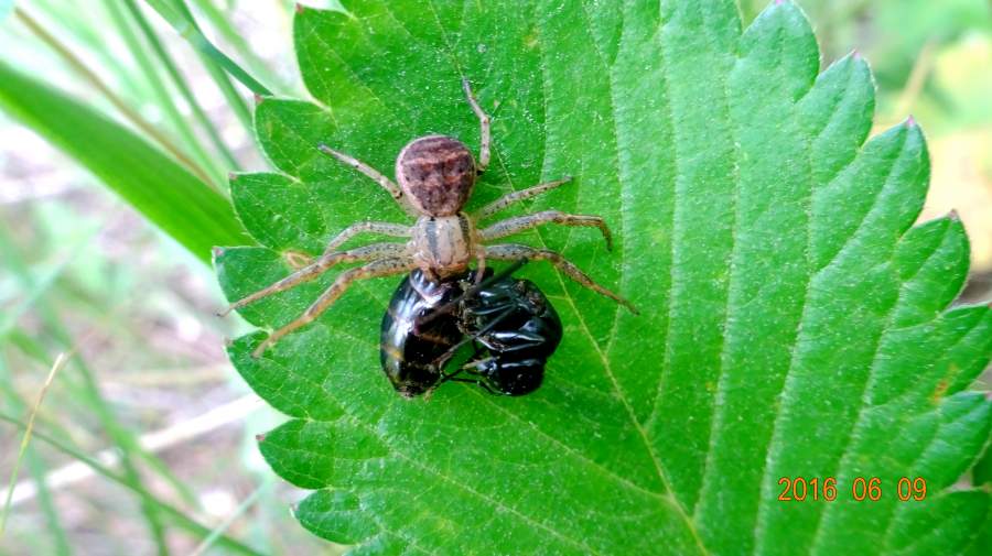 长春的自然第二季夏季篇三68617阴雨连绵气温不温不火