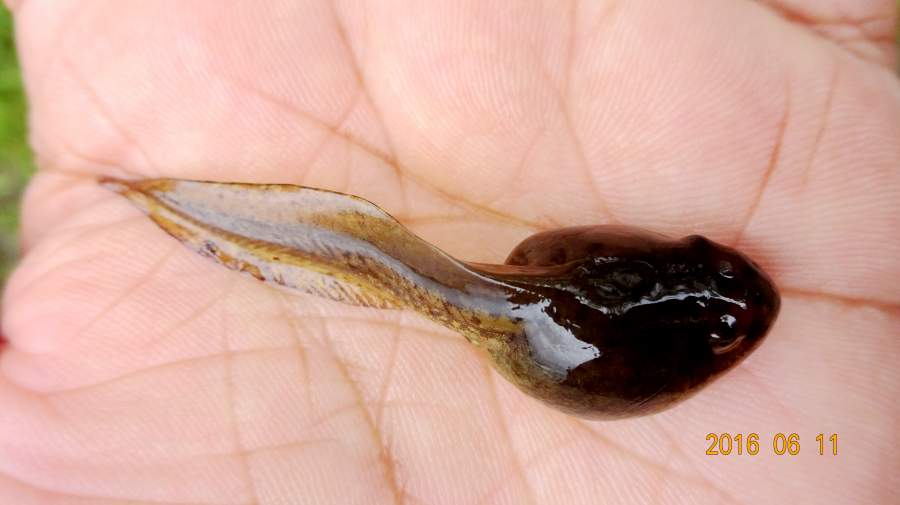 长春的自然第二季夏季篇三68617阴雨连绵气温不温不火