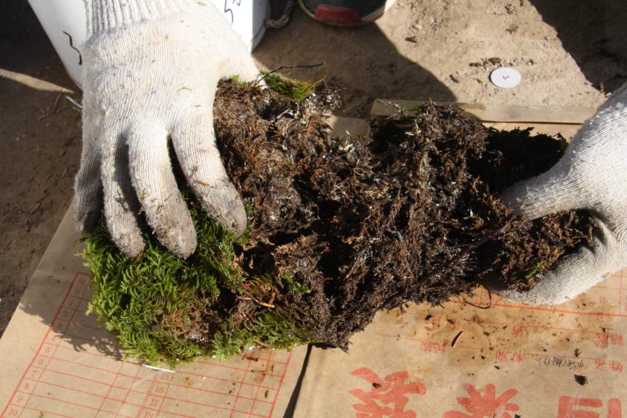 针叶林地被物苔藓与地表土壤之间的层应该叫什么层?