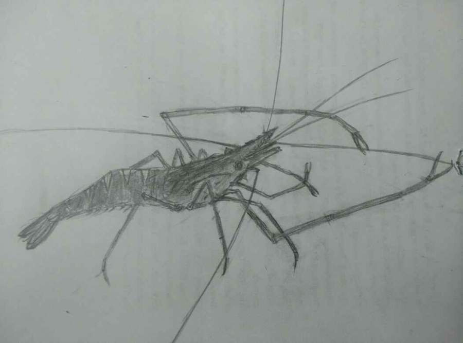 手绘日本沼虾青虾