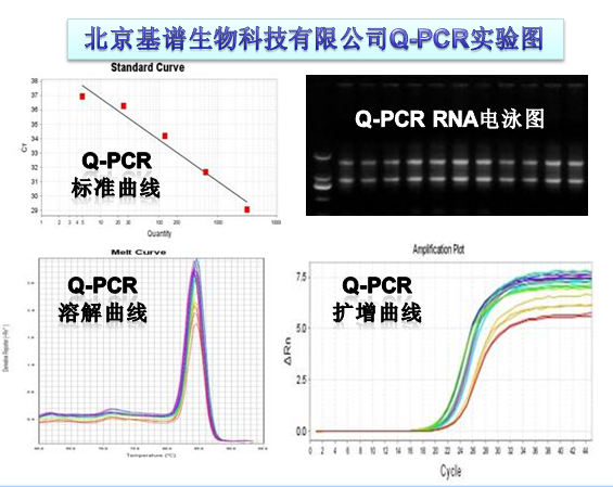 北京基譜/譜閱生物-優勢wb,emsa,co-ip,pcr全能,elisa,電鏡,切片