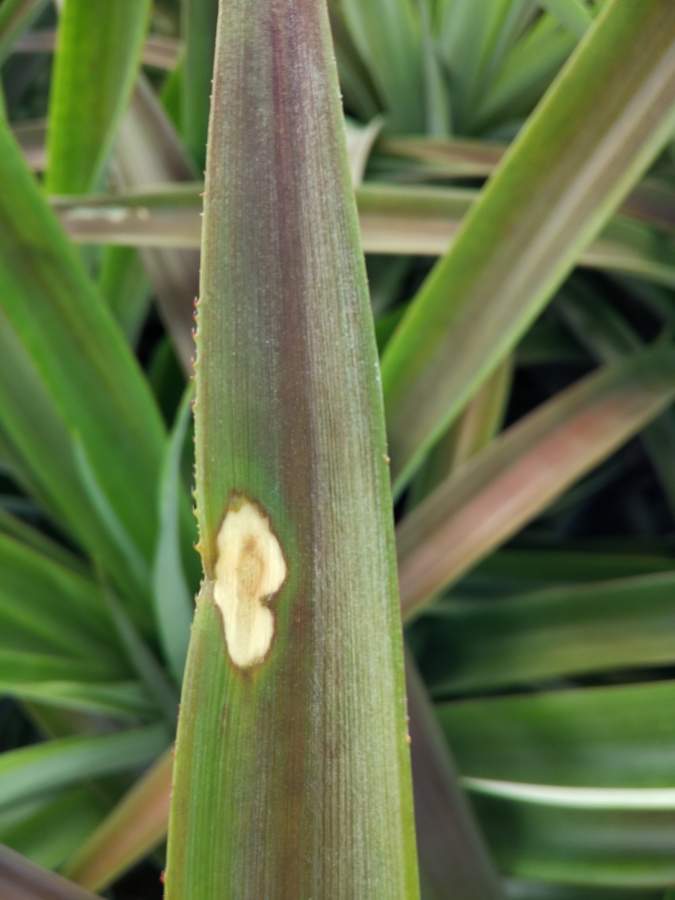 生物医药区 动植物 医药病害 请问菠萝叶片的白斑是什么引起的?