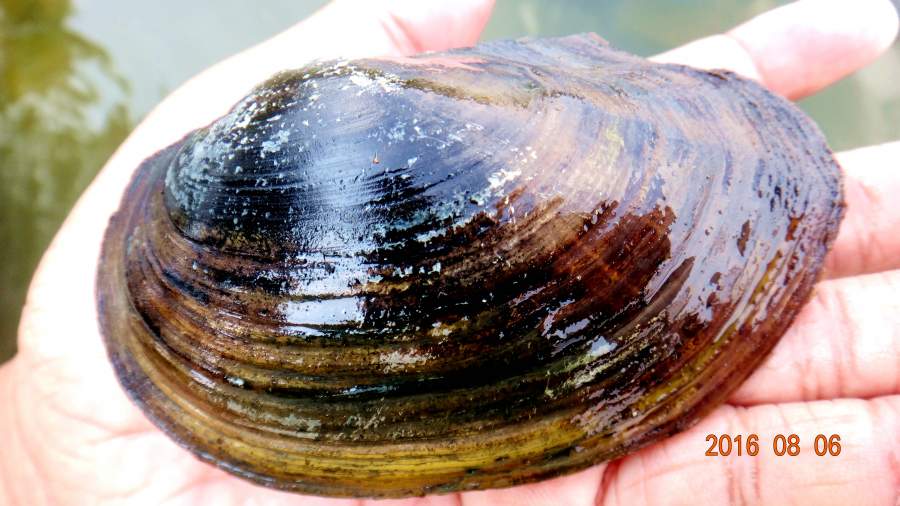 水下的背角无齿蚌某种蚁蛛,长得是不是很像蚂蚁准备潜水的凤头䴙䴘