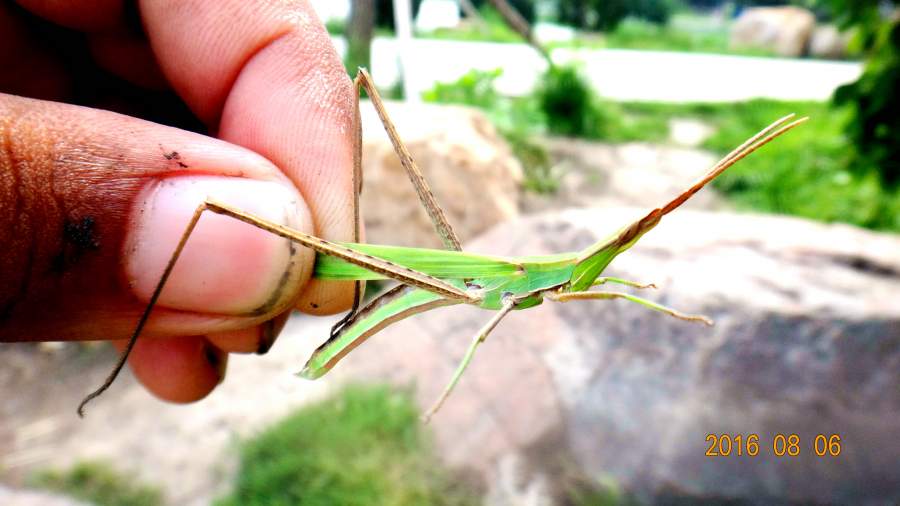 3——8.14),火炉来临,另,农博会开幕