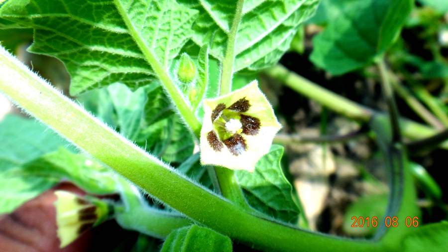 3——8.14),火炉来临,另,农博会开幕