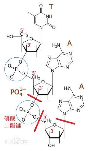 磷酸二酯键断裂键能