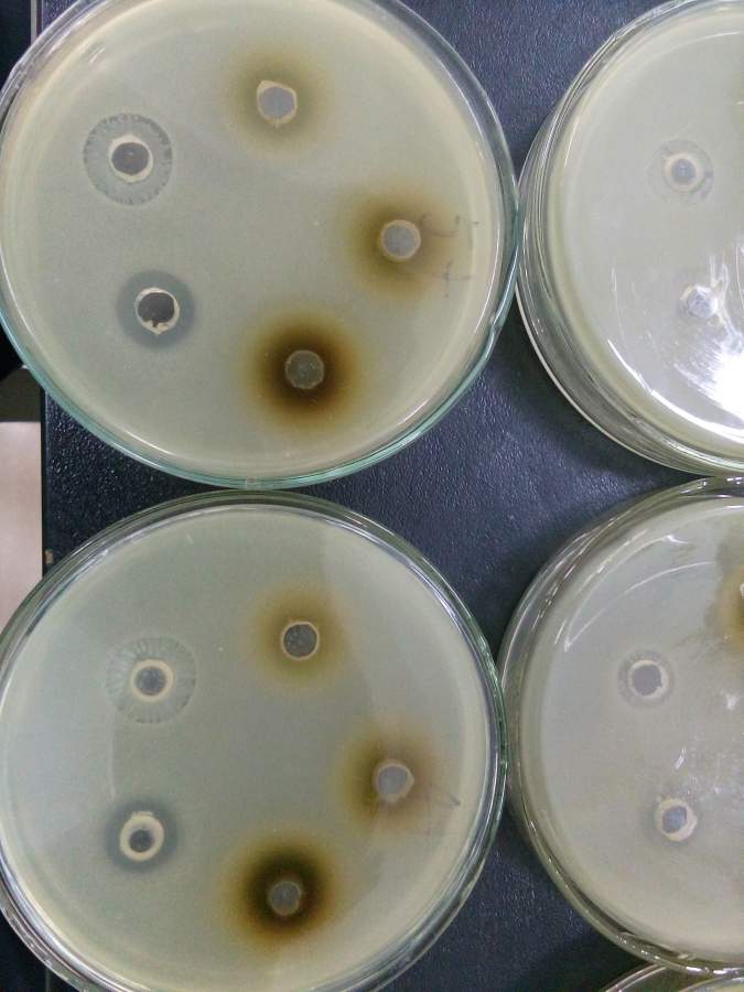 氨苄青霉素抑菌圈总是长满菌