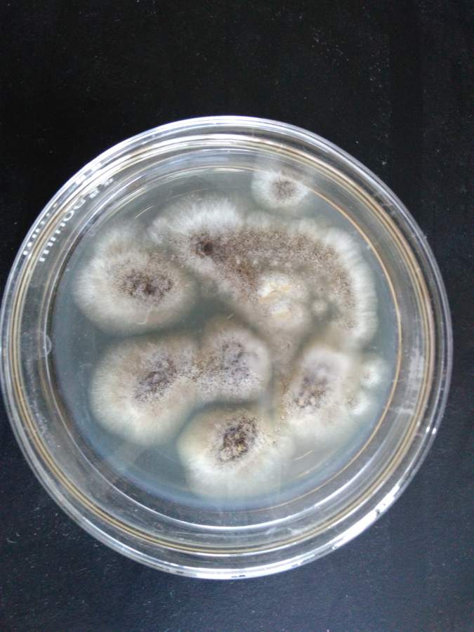 白腐菌主要品种图片