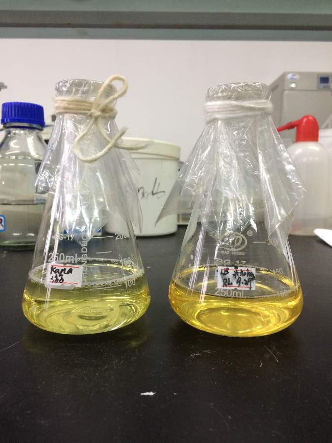 摇菌总是摇不混不能诱导有虫友了解大肠的培养不