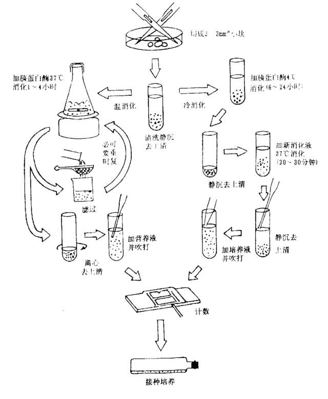 初代细胞培养实验