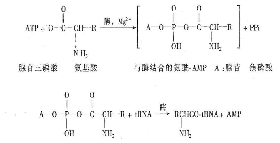 求氨基酸活化過程的化學方程式高清圖