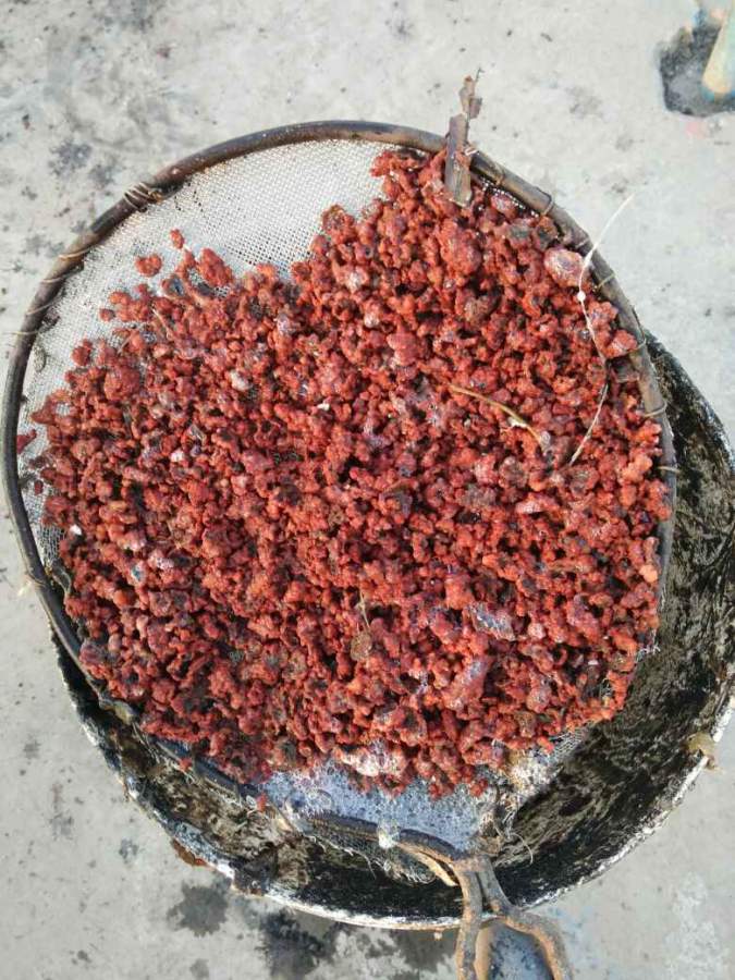 求助厌氧氨氧化菌anammox菌怎样培养