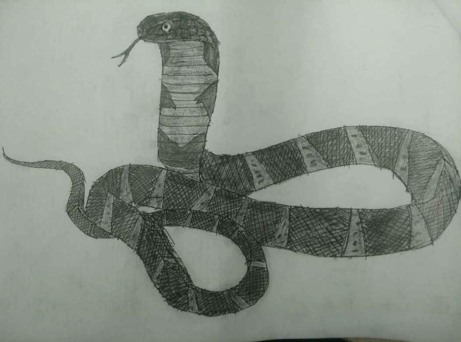 素描画蛇眼镜蛇王图片
