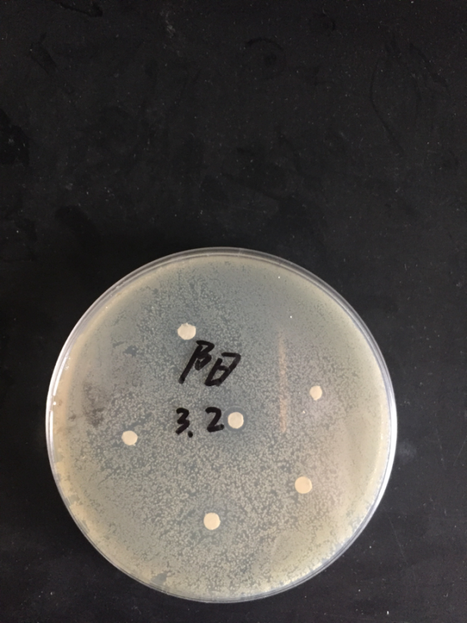滤纸片法抑菌实验图片图片