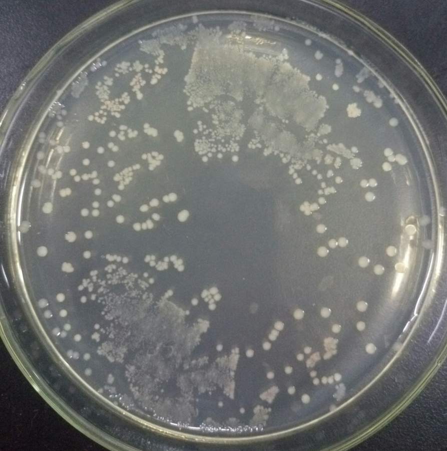 大肠杆菌培养24小时后菌落成片状是什么原因