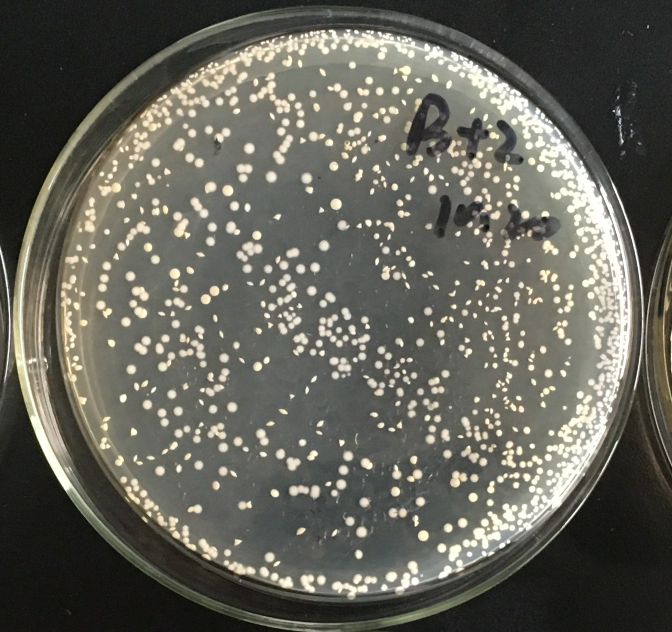 大肠杆菌培养24小时后菌落成片状是什么原因?