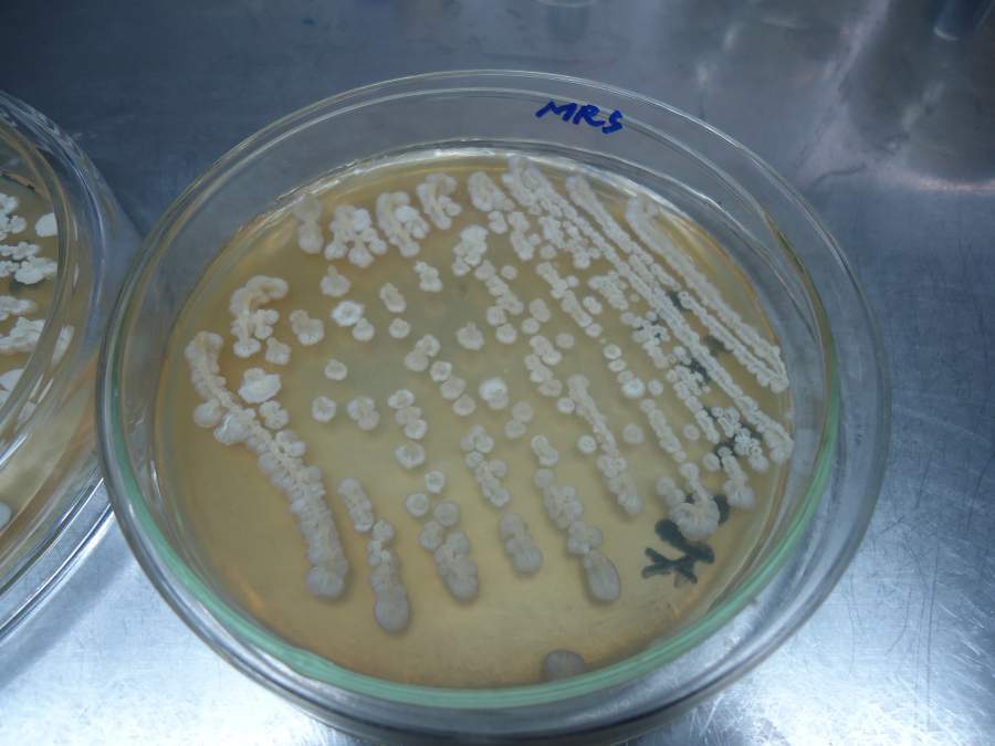 罗伊氏乳杆菌菌落形态图片