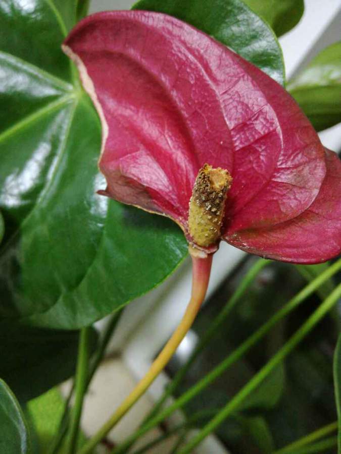 生物醫藥區 動植物 醫藥病害 紅掌,花總是幹,葉子有發黃,什麼情況?